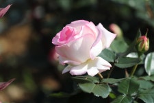 5월장미 - 카페 앨범 - 청라힐데스하임입주자모임 5월장미