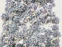 꽃향기가득한..... | 따온 열매 오가피는 어떻게 해야하나요? - Daum 카페 따온 열매 오가피는 어떻게 해야하나요?