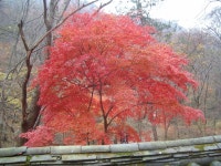 정읍 내장산 등산 / 내장사, 신선봉, 연자봉, 케이블카, 시인마을까지... 정읍 내장산 등산 / 내장사, 신선봉, 연자봉, 케이블카, 시인마을까지 / 춤쟁이