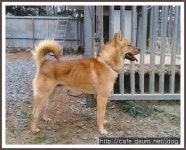 한국 진도견연구소 대표종견 고영 - 한국 진도견연구소 종견 - 한국진도견연구소 한국 진도견연구소 대표종견 고영