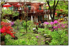 산정호수 명성산야생화펜션의 꽃잔치중 - 자유게시판 - 영북의용소방대 산정호수 명성산야생화펜션의 꽃잔치중