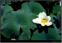 전국공무원노동조합 경기지역본부 안산시지부 물과 꽃의 정원  