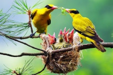 아름다운 꾀꼬리의 새끼 사랑 - ◈ -- 새들의☆사진 - 번지없는 주막 추억담기 아름다운 꾀꼬리의 새끼 사랑