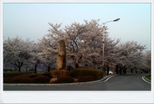 청도의 벚꽃_2 (청도야외공연장, 공설운동장입구)/ [2014. 04. 04, 퇴근하며 집에 오던 길에...] - ♧ 카페 앨범 - 합천인덕사 청도의 벚꽃_2... 