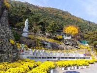 국화향 가득한 산사3 - [2019 국화축제] - 구미 천생산 천생사 <국화축제> 국화향 가득한 산사3