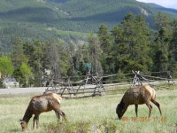 학산중학교 서편 녹지 - 3958 | Re: 귀가 큰 사슴(Mule Deer) @ Connaught Drive와 Hwy 16 교차점 서편 녹지대 - 우리들의 이야기 - 여행만사(도봉구청 여행동아리)...