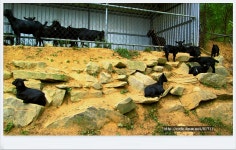 봉학산방 | 잘자란 슈퍼아기염소와 평화로운 흑염소목장. - Daum 카페 잘자란 슈퍼아기염소와  평화로운 흑염소목장.