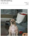 턱에 팔짱끼는 강아지 근황.jpg - 웃긴자료 ‥‥‥‥‥、 - 도탁스 (DOTAX) 턱에 팔짱끼는 강아지 근황.jpg