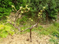 ♣부산 두구동 수림농원2 ♣ - 열린 방 - 부산 성동초등 동문카페 ♣부산 두구동 수림농원2 ♣