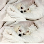 송파구 삼전동 동물병원에서 실종됐어요 (말티즈) - 인스티즈(instiz) 이슈 카테고리 강아지를 찾습니다. 송파구 삼전동 동물병원에서... 