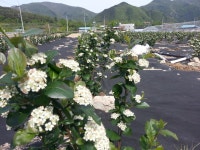 만개한 아로니아 - ▒♪~우리 사진관~♪▒ - 오천 족구 사랑회 만개한 아로니아