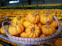 참샘골 미니호박 숙성시키기 ~ - 참샘골 호박이야기 - 참샘골호박농원 (호박손,호박손달인물,호박즙,호박죽) 참샘골 미니호박 숙성시키기 ~