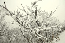 Merry Chrismas~~hakpo - 여행후기 및 포토갤러리(추억의 흔적을 남겨 주세요) - 학포다이버리조트,웰빙가펜션,학포레드하우스... 