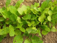 ♣부산 두구동 수림농원2 ♣ - 열린 방 - 부산 성동초등 동문카페 ♣부산 두구동 수림농원2 ♣