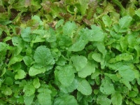 전곡초교15회 | 그리운 농촌풍경 - Daum 카페  그리운 농촌풍경