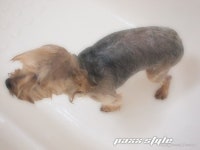 깜지 목욕하는 날