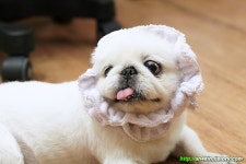 [애완견] 흰둥이 짭 + 해바라기 = 개바라기 짭. | 반려동물 갤러리 [애완견] 흰둥이 짭 + 해바라기 = 개바라기 짭. | 반려동물 갤러리 | 루리웹