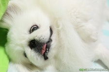 좌로 뒹굴 우로 뒹굴 유격하는 흰둥이 짭 이에요