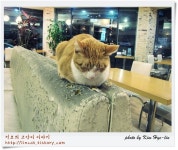 [부산대,키친테이블노블] 고양이와 책이 있는 카페 - 야옹이 갤러리