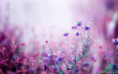 - - 배경 화면[자연] - > 배경 화면 > 이미지속으로