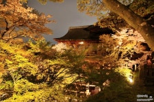 일본 벚꽃여행의 하이라이트, 기요미즈데라(청수사)