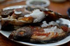 [조방] 알 밴 뽈락구이 - 기타음식 갤러리