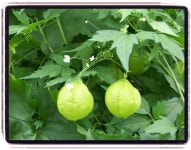 옥천 장용산 원두막펜션 | 네이트 판