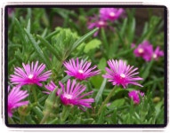 옥천 장용산 원두막펜션 | 네이트 판