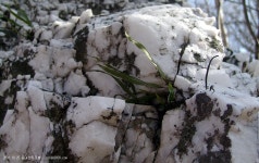 산행기 - 가라고 가랑비? 있으라고 이슬비?... 동대산~두로봉~상원사주차장...2008.10.25