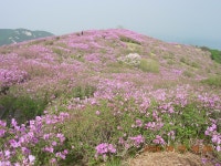115-2. 철쭉의 향연과 멋들어진 암릉을 보러 간 황매산(08.5.3) - 등산 갤러리