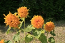 회원리뷰 - 충청북도  농업과학관,,,,!! 회원리뷰 - 충청북도 농업과학관,,,,!!