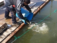 창리낚시터 유료낚시터 > 창리낚시터 3/5일 정식 개장 합니다 많은 관심 부탁드립니다.^^* 감사합니다. : 낚시사랑