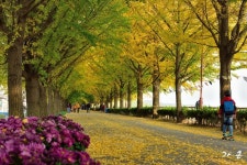 곡교천 시즌임박 - 출사지 소식 출사코리아