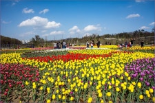 광교 호수공원 튤립 - 자유게시판 출사코리아