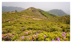 황매산 소식 - 자유게시판 출사코리아