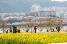 대저생태공원의 유채 - 자유게시판 출사코리아