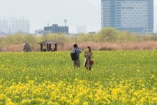 대저생태공원의 유채 - 자유게시판 출사코리아