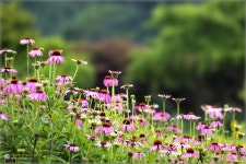 지금 지리산허브밸리에는 천상의화원 입니다 - 자유게시판 출사코리아