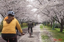 삼락공원&온천천 - 자유게시판 출사코리아
