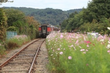 북천역 코스모스 축제.! - 자유게시판 출사코리아