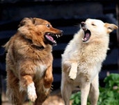 고뇌하는 도꾸 찾기 - 자유게시판 출사코리아