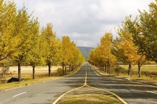 통일전의 은행나무 !! - 출사지 소식 출사코리아