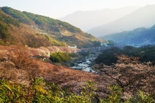 내 고향 지리산 십리벚꽃 현재 사항 - 자유게시판 출사코리아