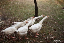 일렬 횡대로~~~~~~~~ - 자유게시판 출사코리아