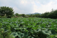 서일 농장 여행사진 - 자유게시판 출사코리아