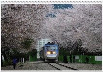 내일 경화역 어떨까요 ? - 자유게시판 출사코리아