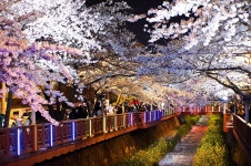 진해 여좌천에서... - 자유게시판 출사코리아