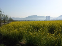 대저생태계공원 - 자유게시판 출사코리아