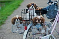 도꾸 삼형제의 외출 - 자유게시판 출사코리아