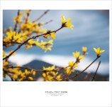 부산엔 봄이 왔어요...^^ - 자유게시판 출사코리아